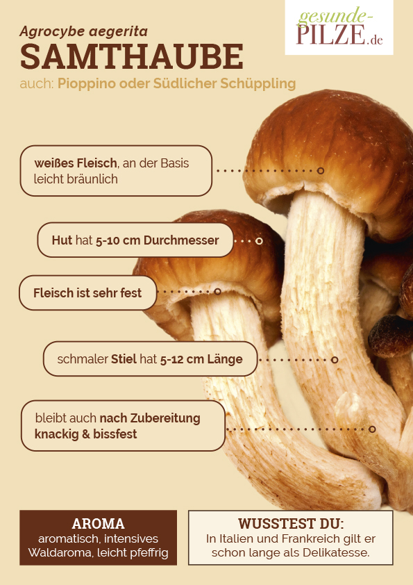 //www.gesunde-pilze.de/wp-content/uploads/2020/10/Poster_Samthaube_hoch.jpg
